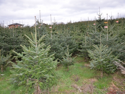 Baum_schneiden