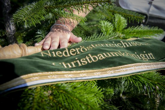 Schleife Christbaumkönigin