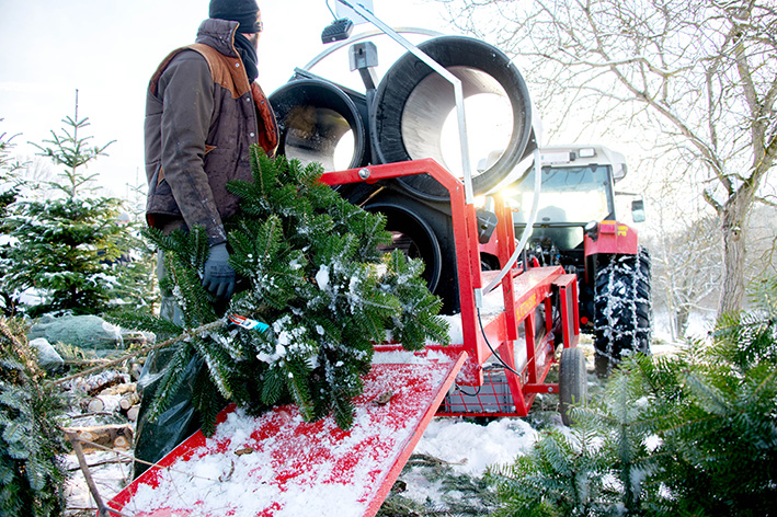 DSC_6034Christbaum_verpackt