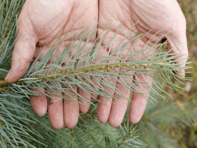 Weihnachtsbaum_Coloradotanna_auch_Silbertanne