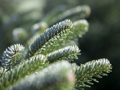 tannenbaum_zweig_MG_6371