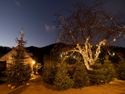 Abendstimmung_weihnachtliche_Baeume_Verkauf