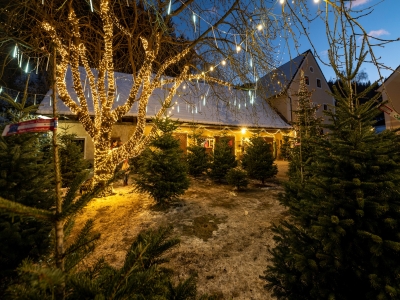 beleuchteter_Baum_Weihnachtsbaumverkauf