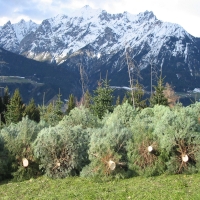 christbaumausblick1