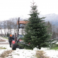 tiroler_5m_baum