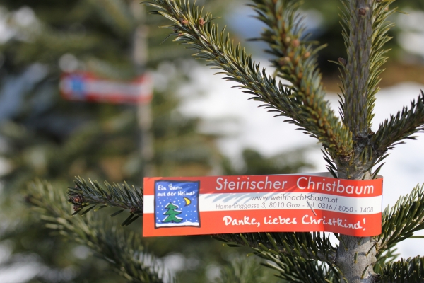 Die Christbäume stehen auch schon in den Startlöchern