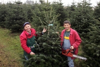 Naturbäume aus Christbaumkulturen versus Lebendbaum im Topf