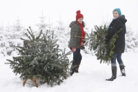 Christbäume mit Herkunftsgarantie: Ab-Hof-Verkauf hat begonnen