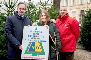 Christbaumsaison 2024: NÖ Christbaumbauern erfüllen auch heuer wieder Traumbaum-Wünsche