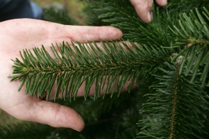 Am Wochenende 5.12. geht der Christbaumverkauf so richtig los, insgesamt werden heuer 2,6 Millionen Christbäume verkauft werden