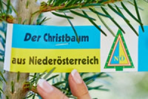 Kunden halten den NÖ Christbaumbauern die Treue