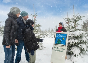 Bäume der OÖ Christbaumbauern ausreichend verfügbar