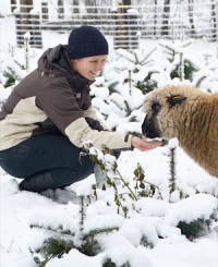 Advent bringt heimische Christbäume, Schafe als Rasenmäher