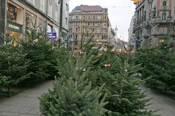 Christbaumbauern freuen sich über stabilen Umsatz von über 50 Mio. Euro – davon über 21 Mio. für NÖ Christbaumbauern